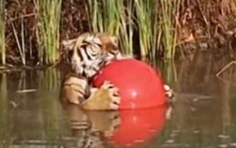 Rescue Tiger Maruay Happily Floating with His Ball in Thailand