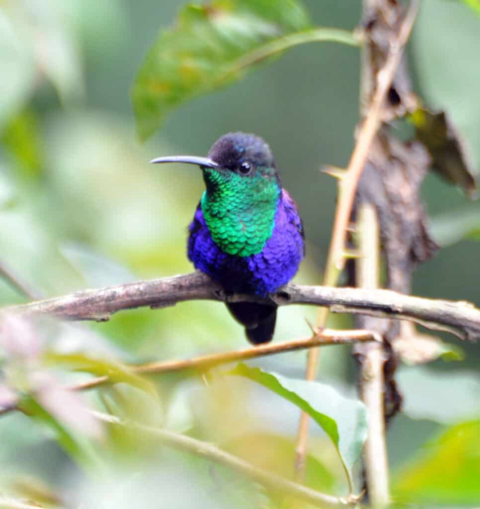 Violet crowned Woodnymph
