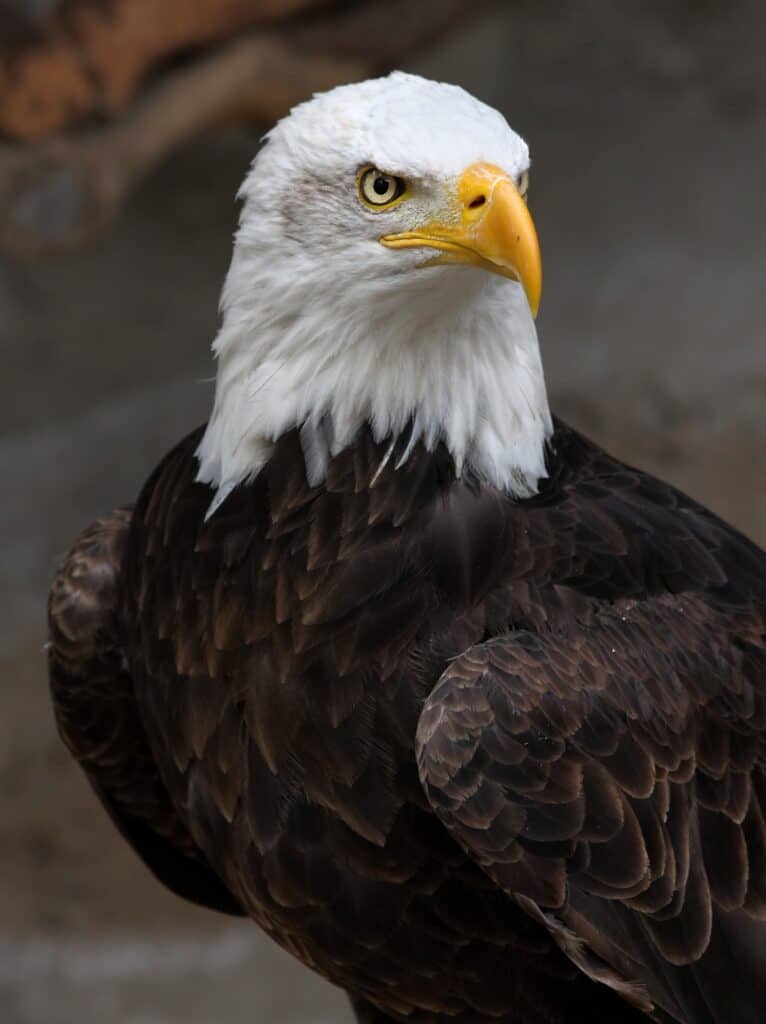 Bald eagle