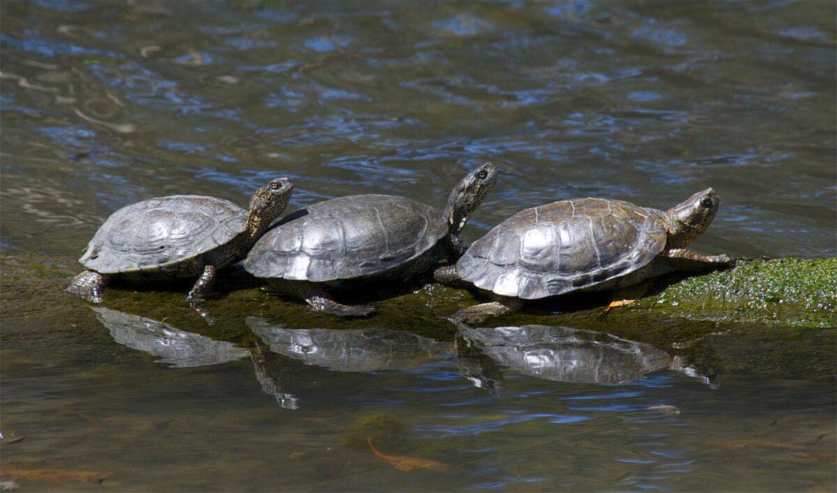 Western Pond Turtle.