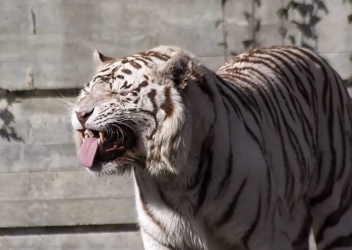White Bengal Tiger with its tongue out. 