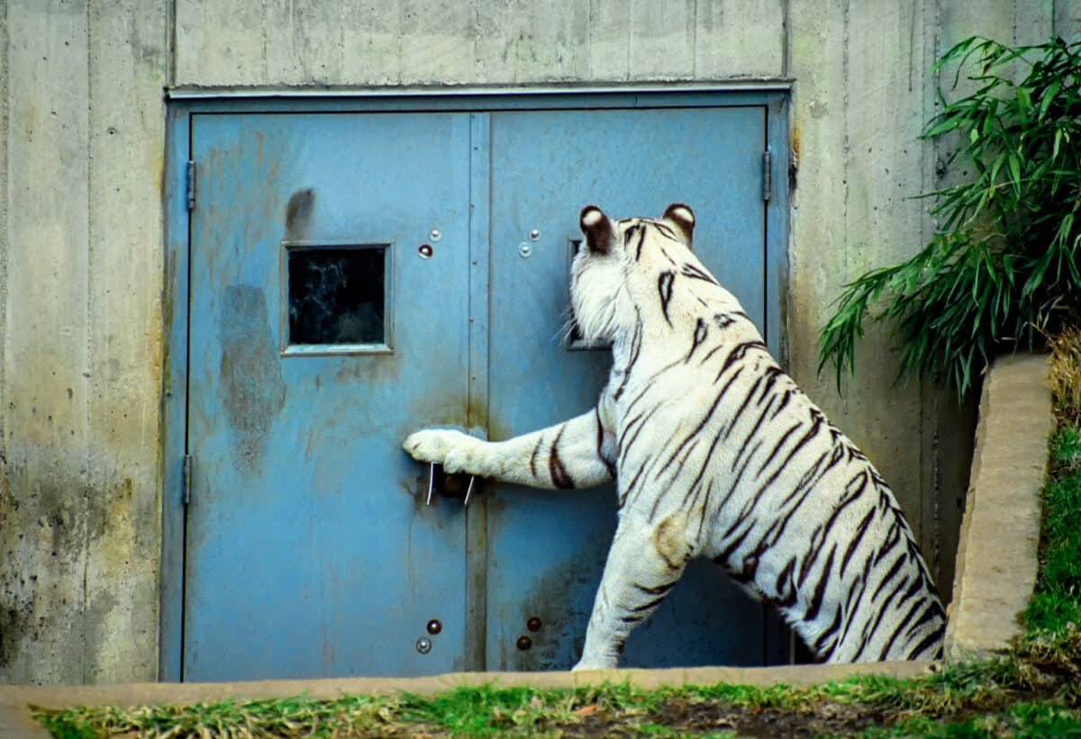 Bengal Tiger at door