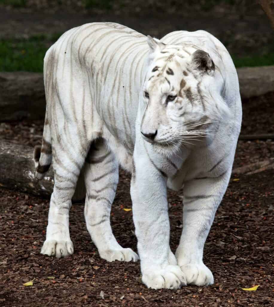 Beautiful white bengal tiger