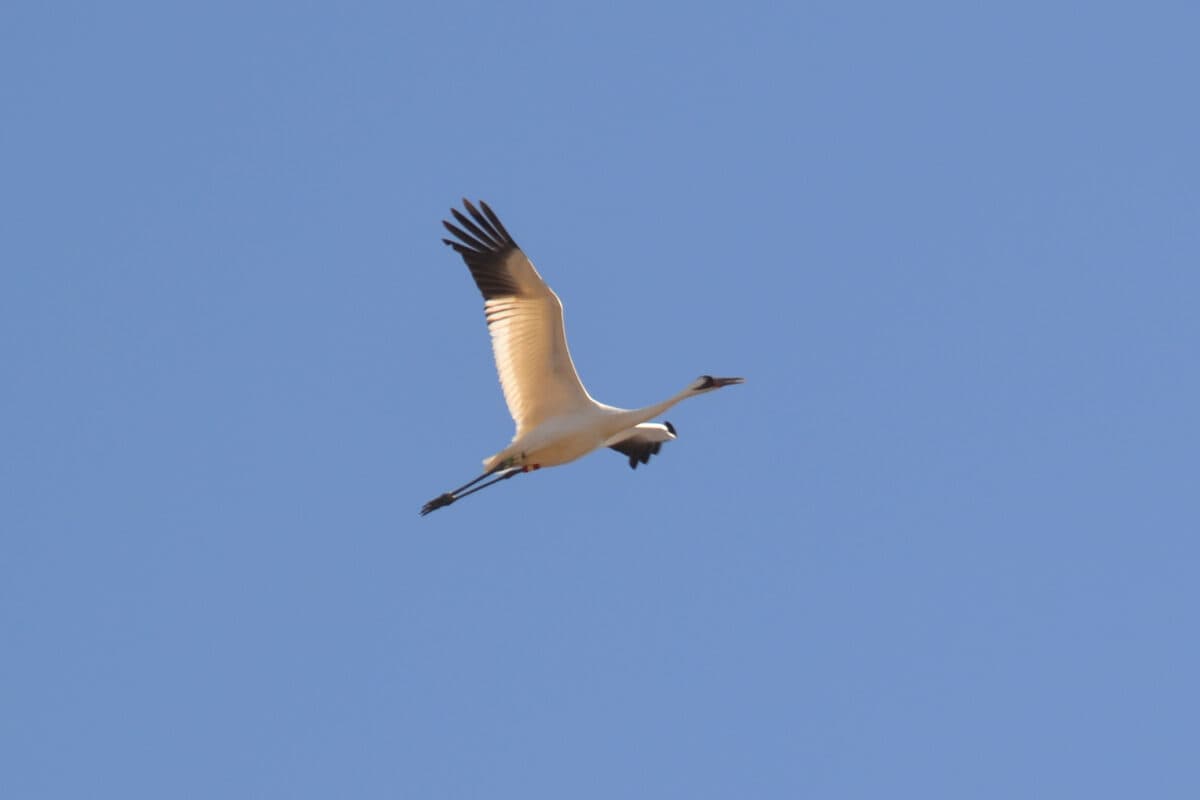 Whooping Crane in Jackson County, Indiana.