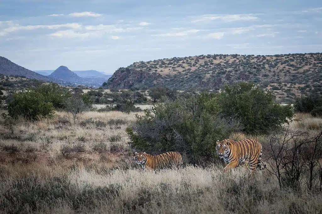 tiger canyon