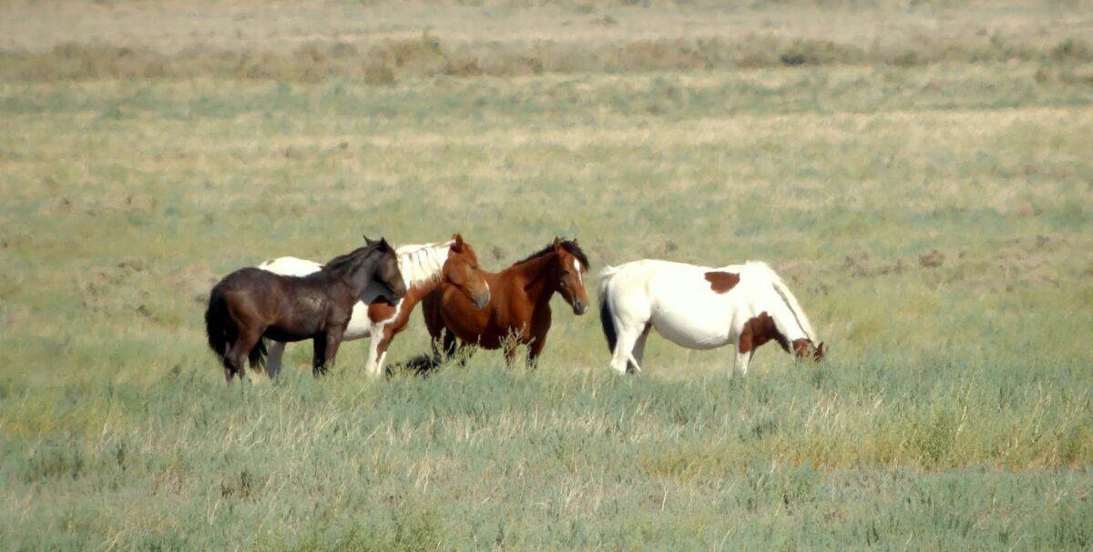 wild horses in america