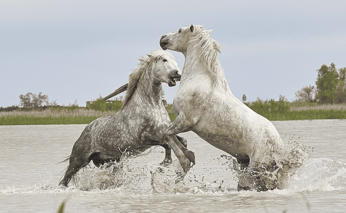 Horses fighting in water