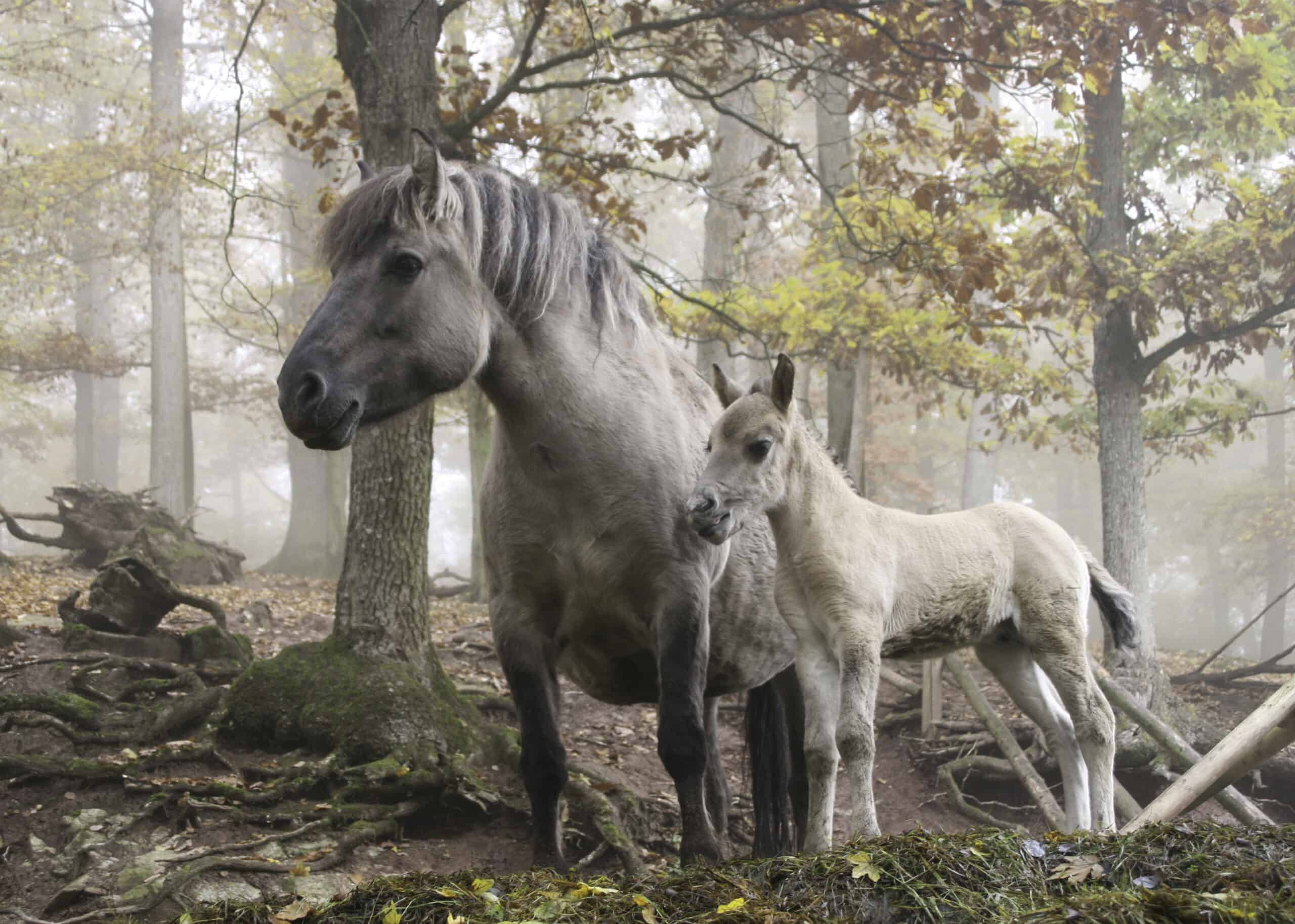 Wild horse mare and foal