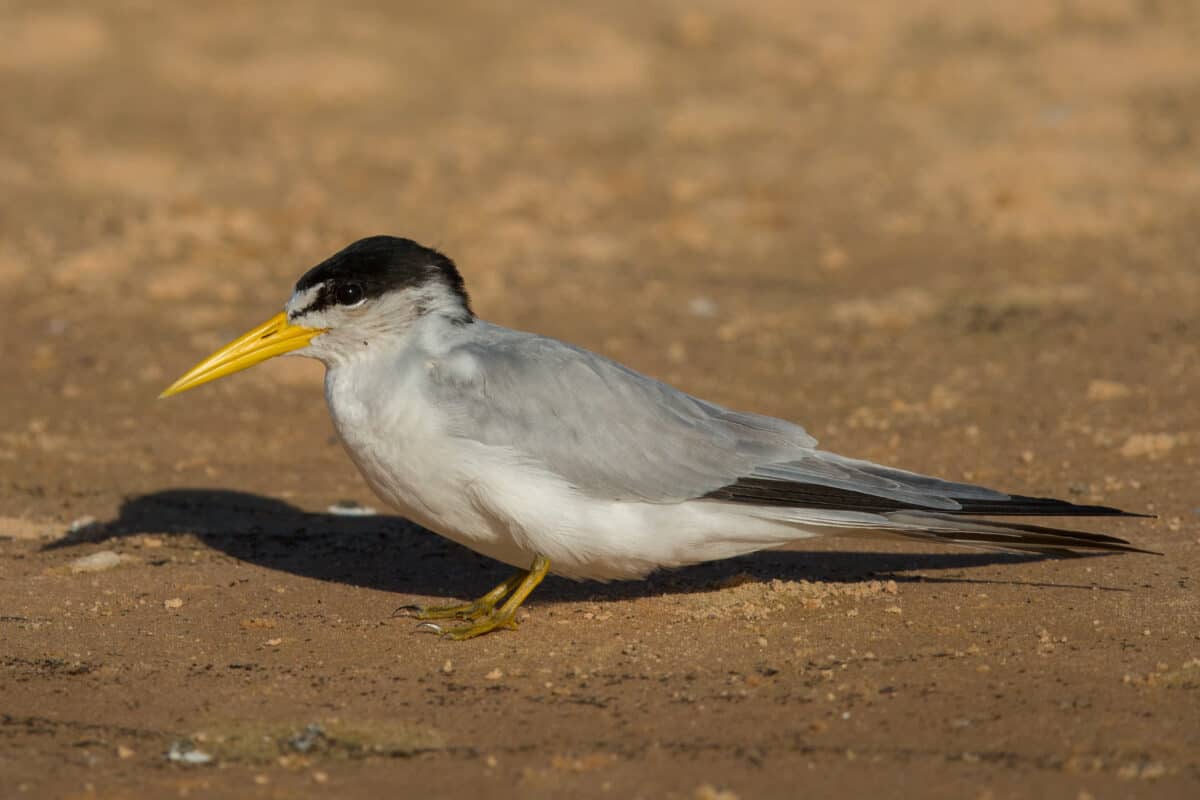 Yellow billed tern