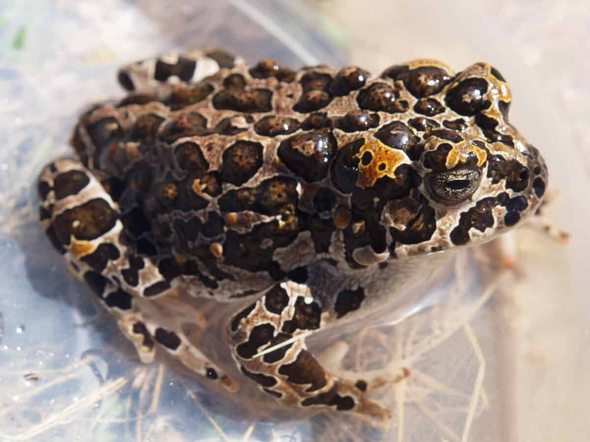 Yosemite toad females have black blotches, bordered with a cream outline, on a tan or copper background.
