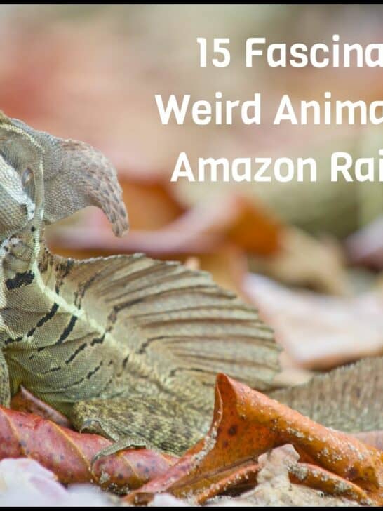 15 Fascinating & Weird Animals in the Amazon Rainforest 