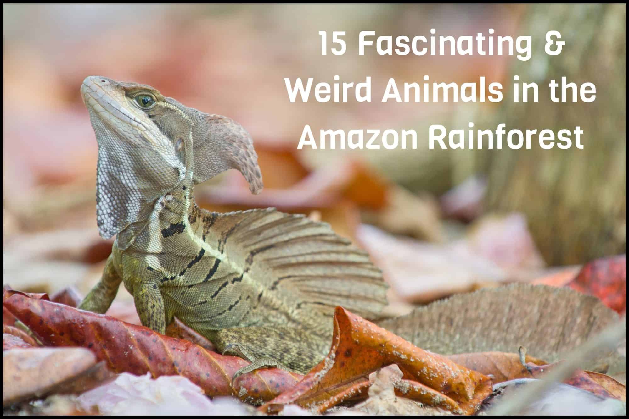15 Fascinating and Weird Animals in the Amazon Rainforest 