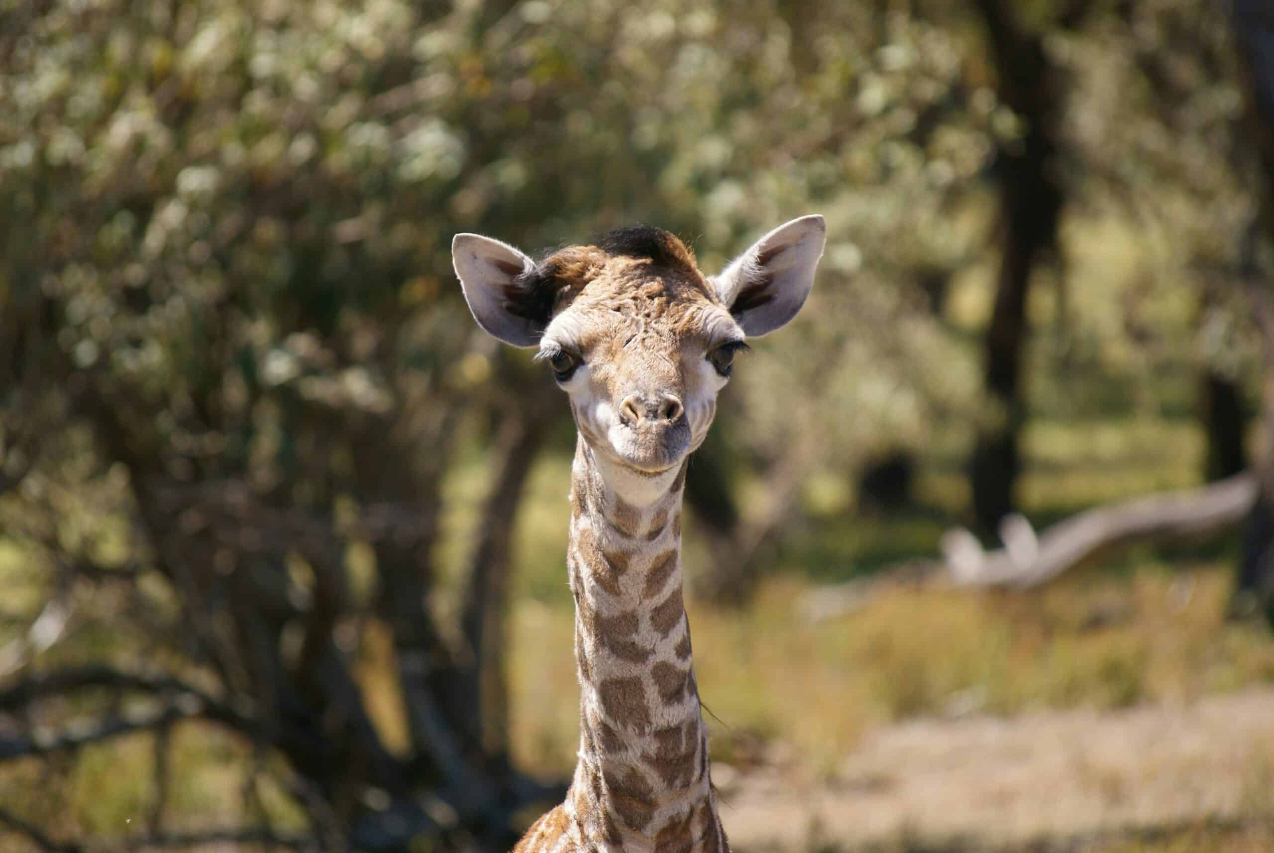 baby giraffe