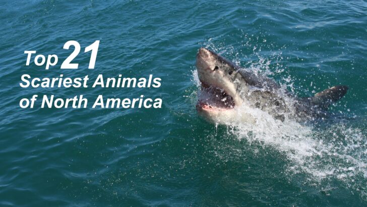 Top 21 Scariest Animals Of North America
