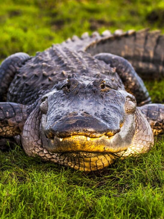 US States Where You Won’t Encounter Alligators