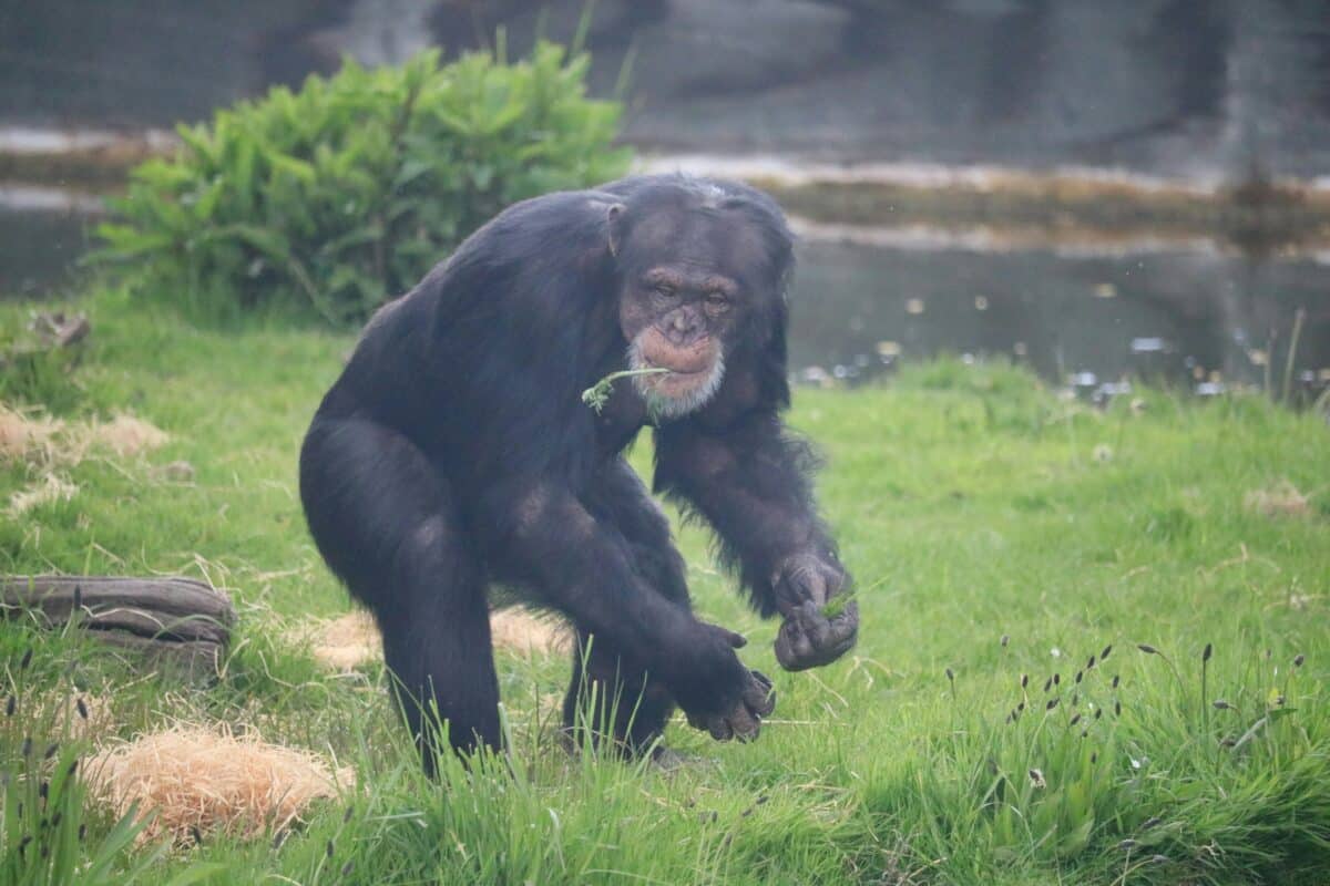 Chimpanzee are very smart 