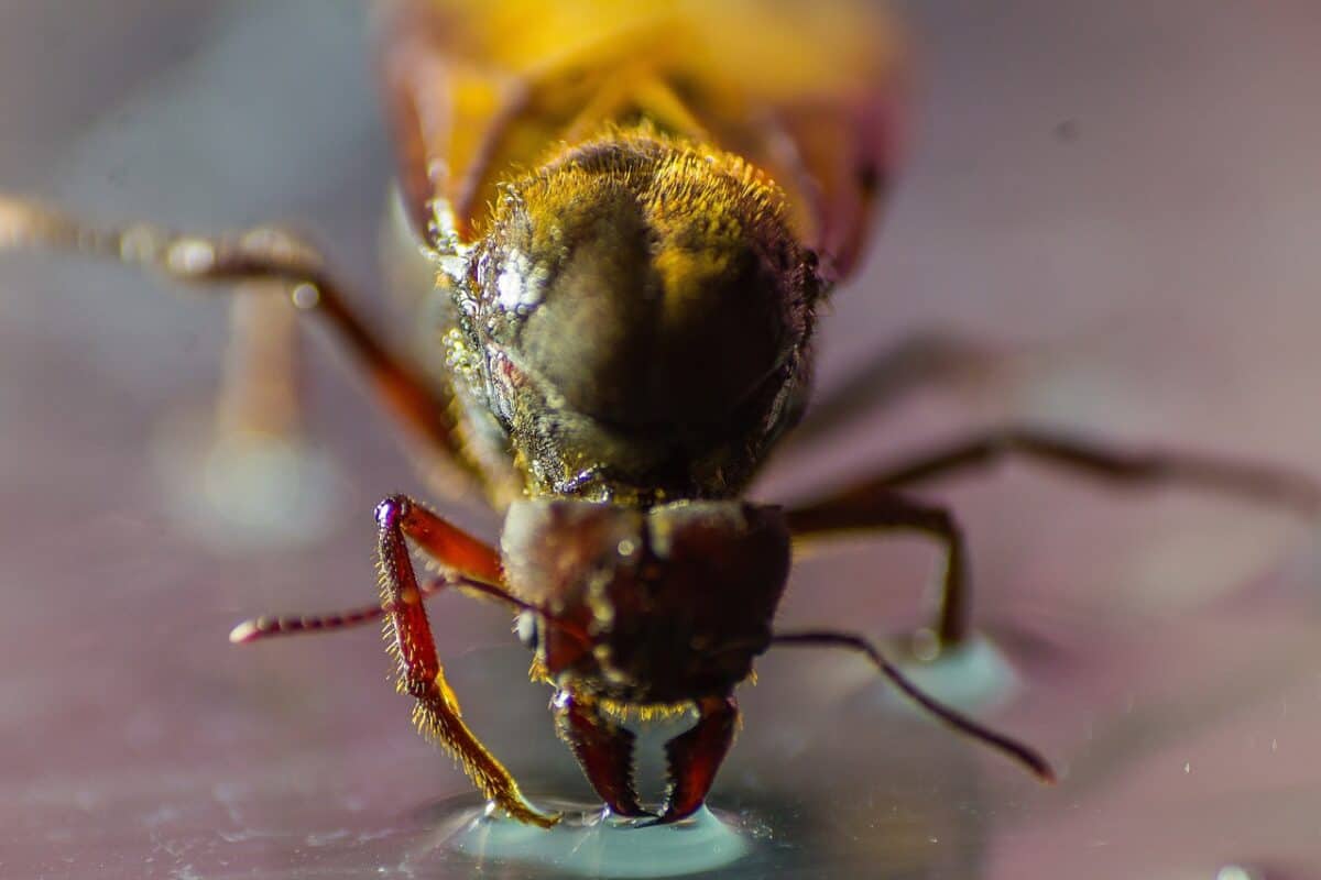 leaf cutter ant