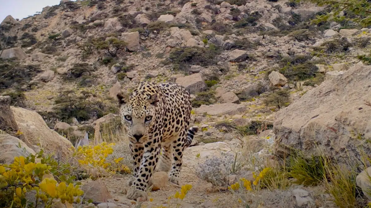 Arabian Leopard