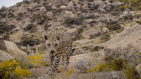 Watch: Critically Endangered Arabian Leopard in Oman 