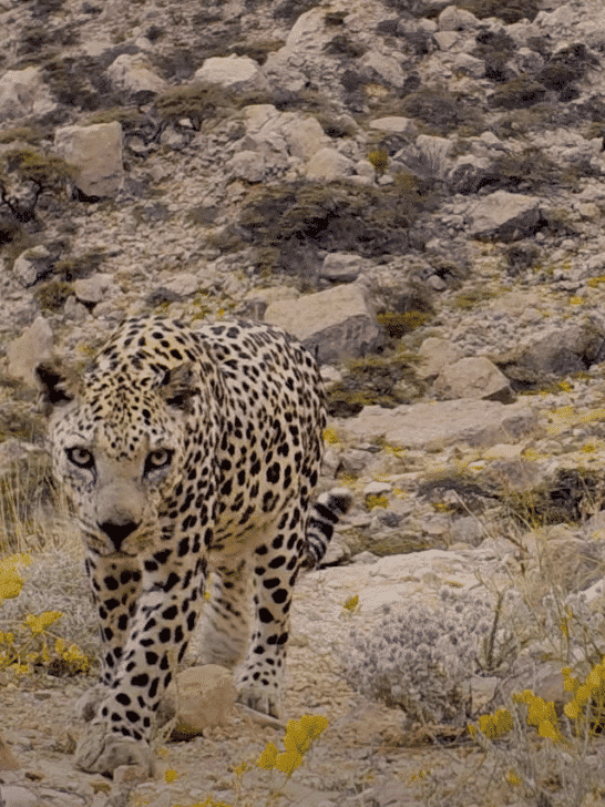 Watch: Critically Endangered Arabian Leopard in Oman 