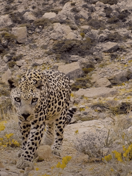 Watch: Critically Endangered Arabian Leopard in Oman&nbsp;