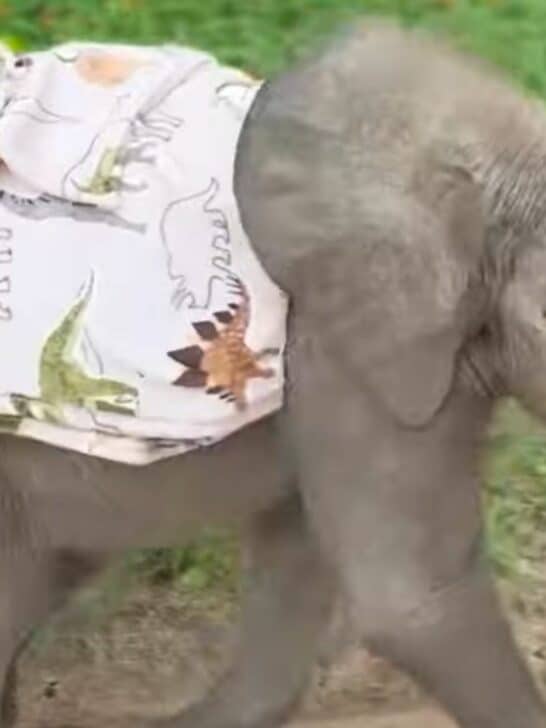 Baby Elephant in Pyjamas Running Wild With His Besties