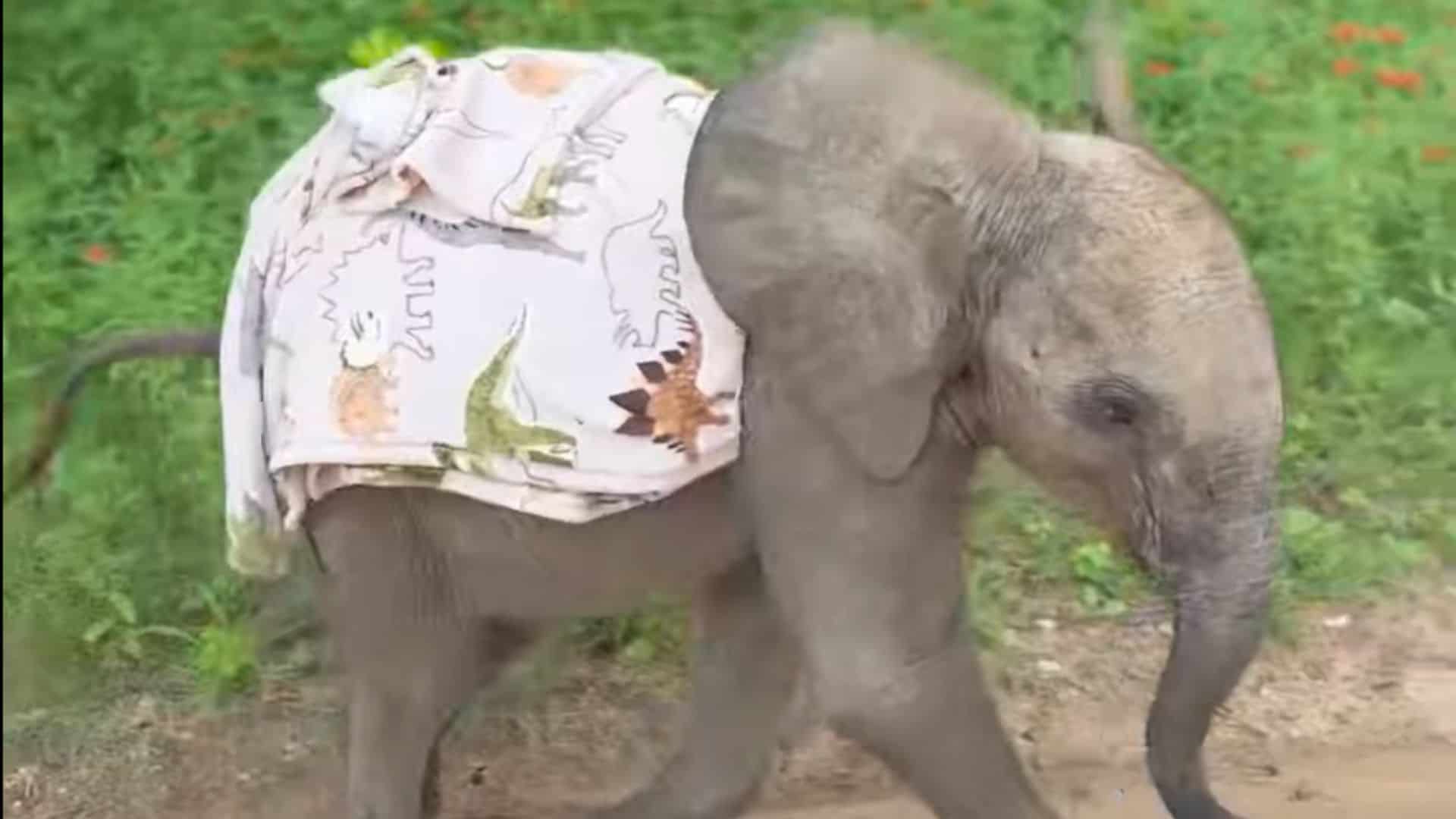 baby elephant in pyjamas