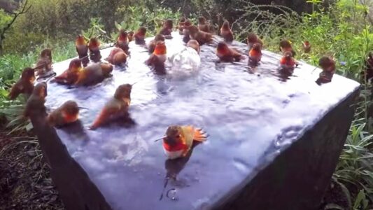 Watch: 30 Hummingbirds Bathe Together
