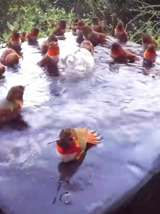 Watch: Record 30 Hummingbirds Bathe Together in Morning Ritual