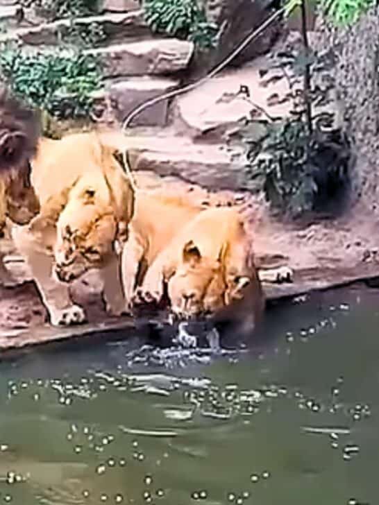 Watch: Lioness’ Strike Sends Bird “Straight to the Shadow Realm”
