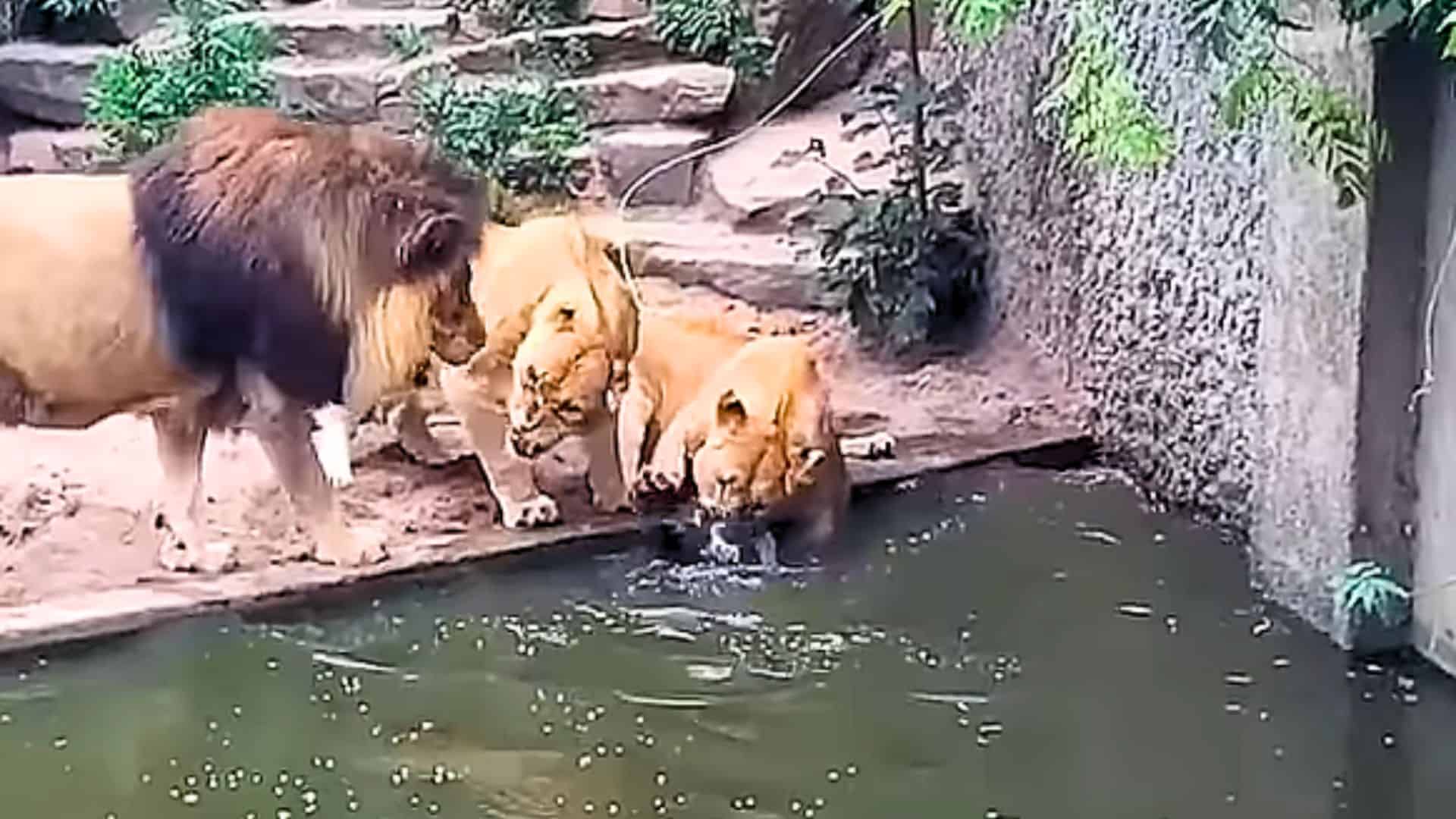Lioness's Strike
