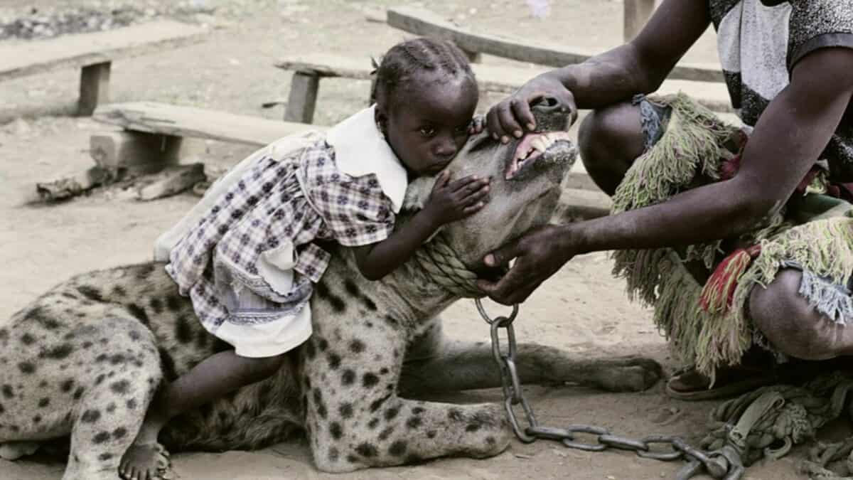 hyena in nigeria