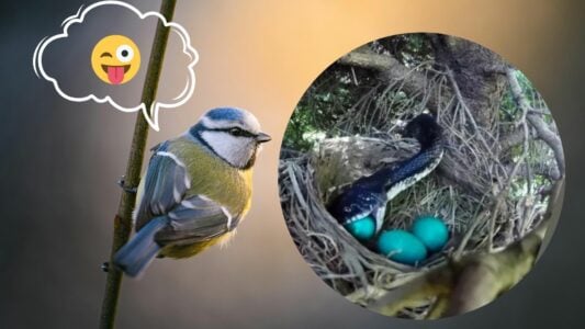 Watch: How the Pendulum Tit Outsmarts Snake