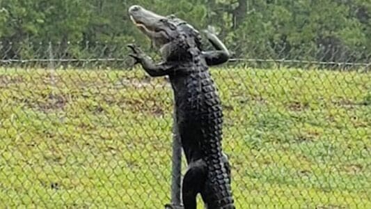 Watch: Alligator Climbs Fence in Florida