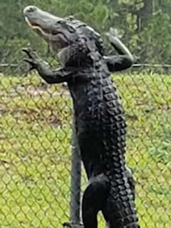Watch: Alligator Climbs Fence in Florida