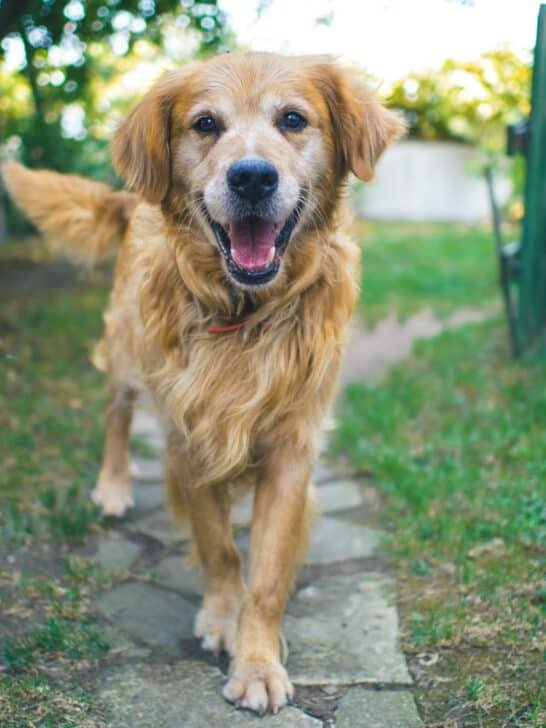 Discover The Benefits Of CBD For Dogs