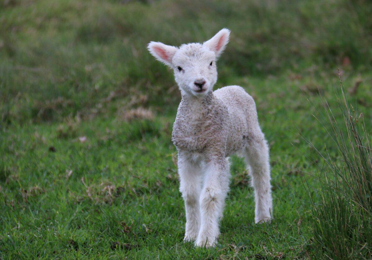 baby lamb 