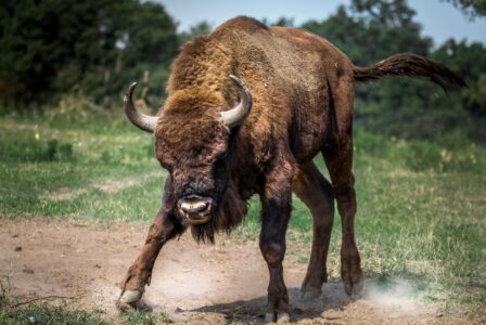 Bison Leaves Woman With Spinal Injuries In Yellowstone