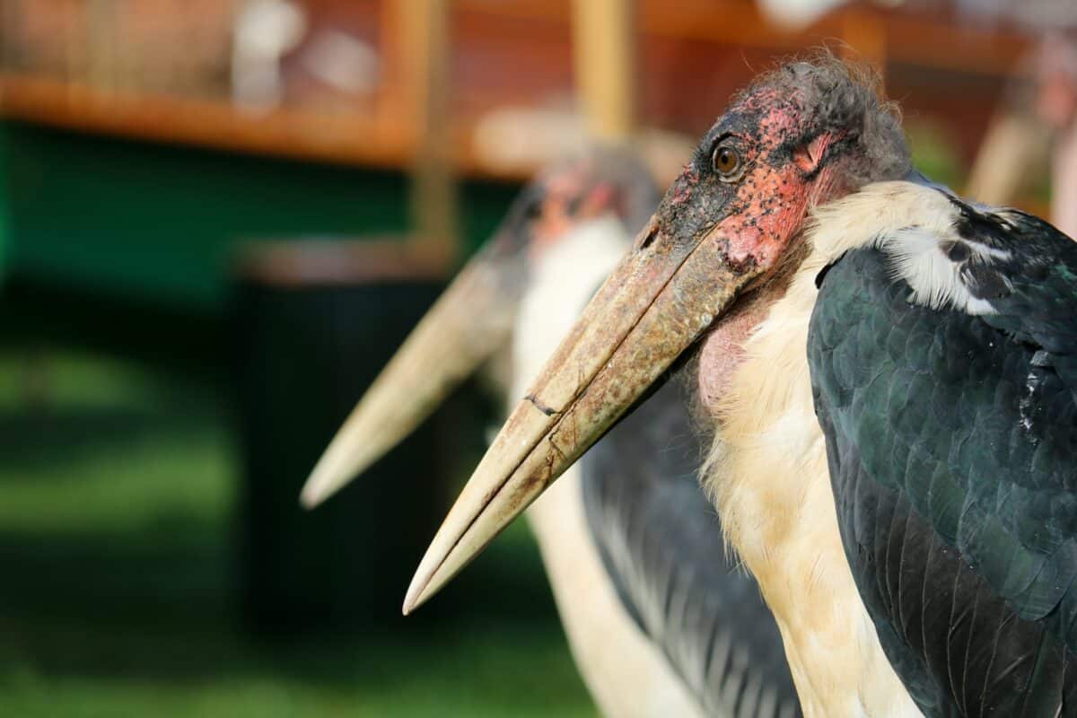 stork