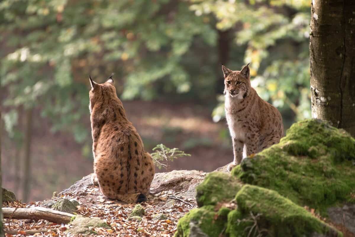 Two bobcats sitting in forest