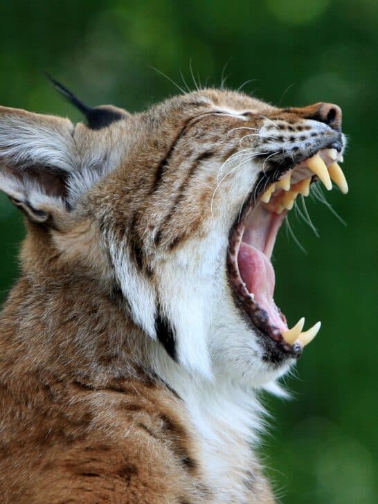 Meet The 20 Most Popular Animals In Louisiana