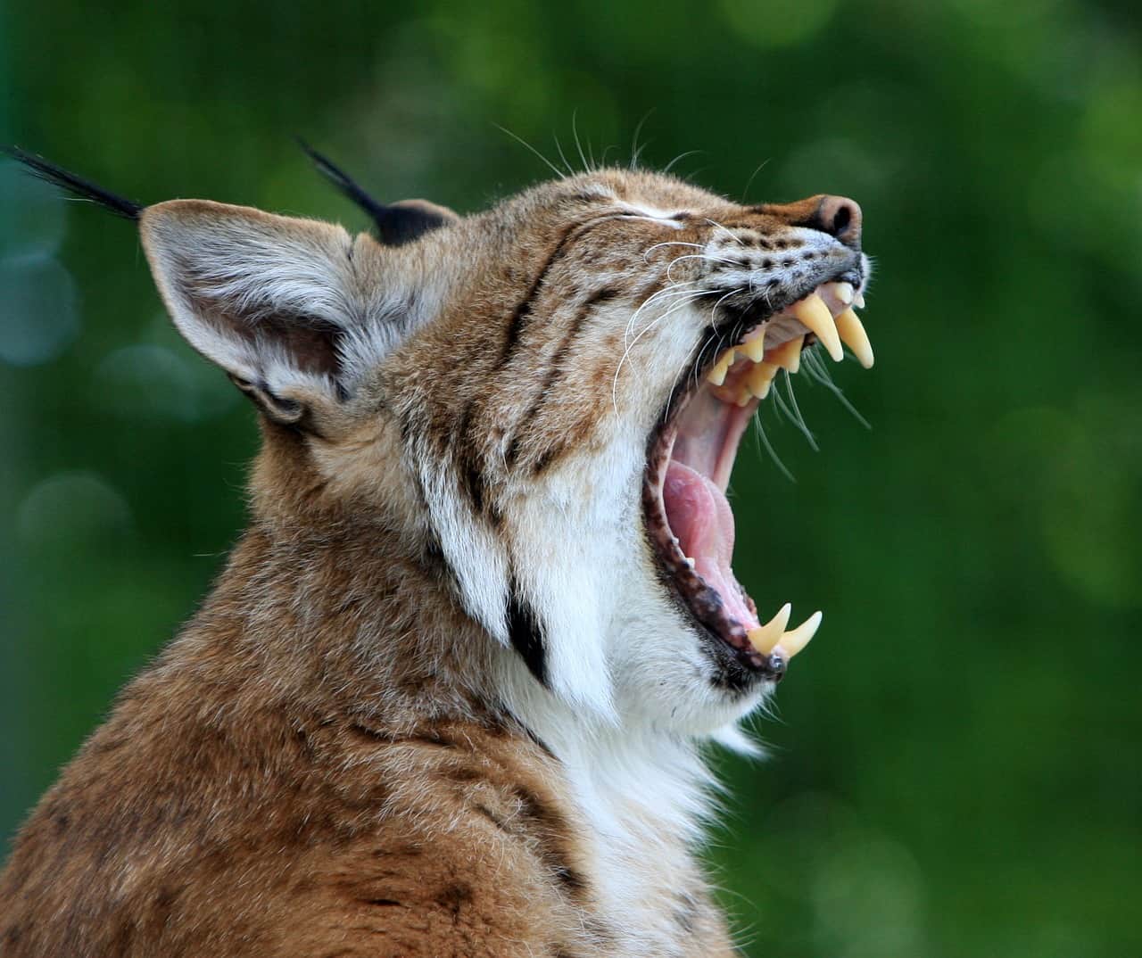 bobcat