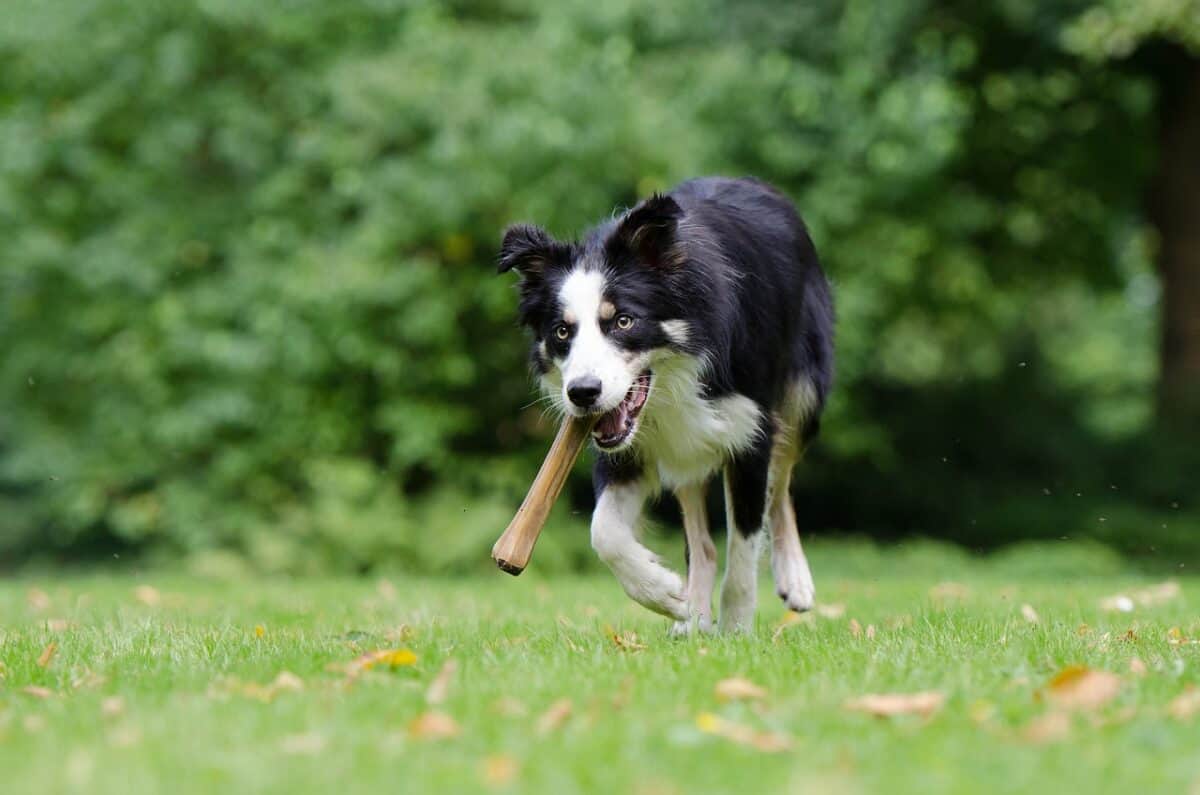 dog playing in park