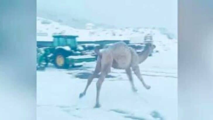 Watch: Cute Camel Sees Snow for the First Time