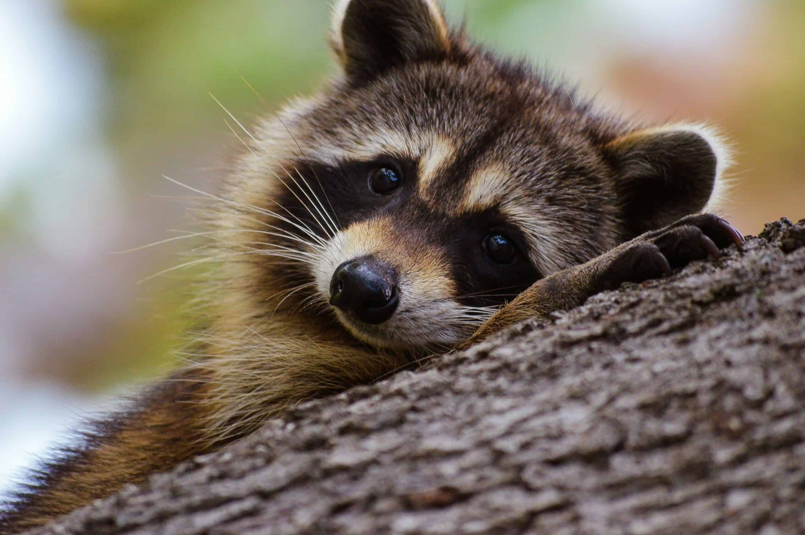 raccoon