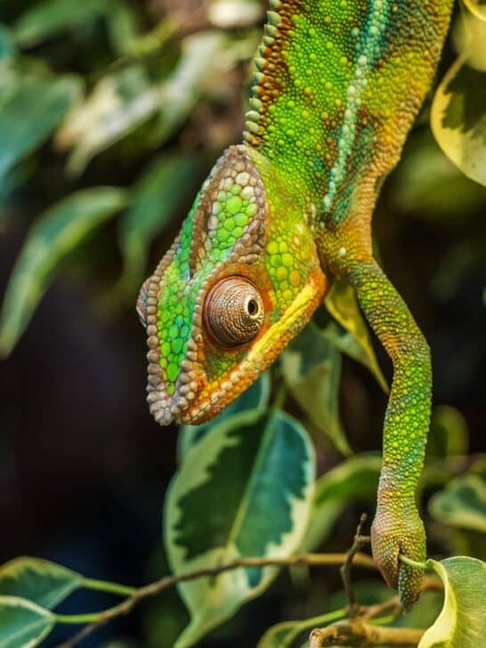 Camouflage and Mimicry: Survival Tactics in the Animal World.