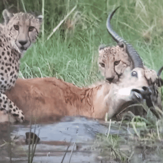 Watch: Cheetahs Capture Red Lechwe in Water