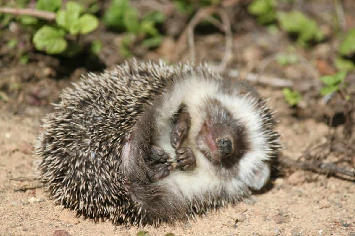 hedgehog