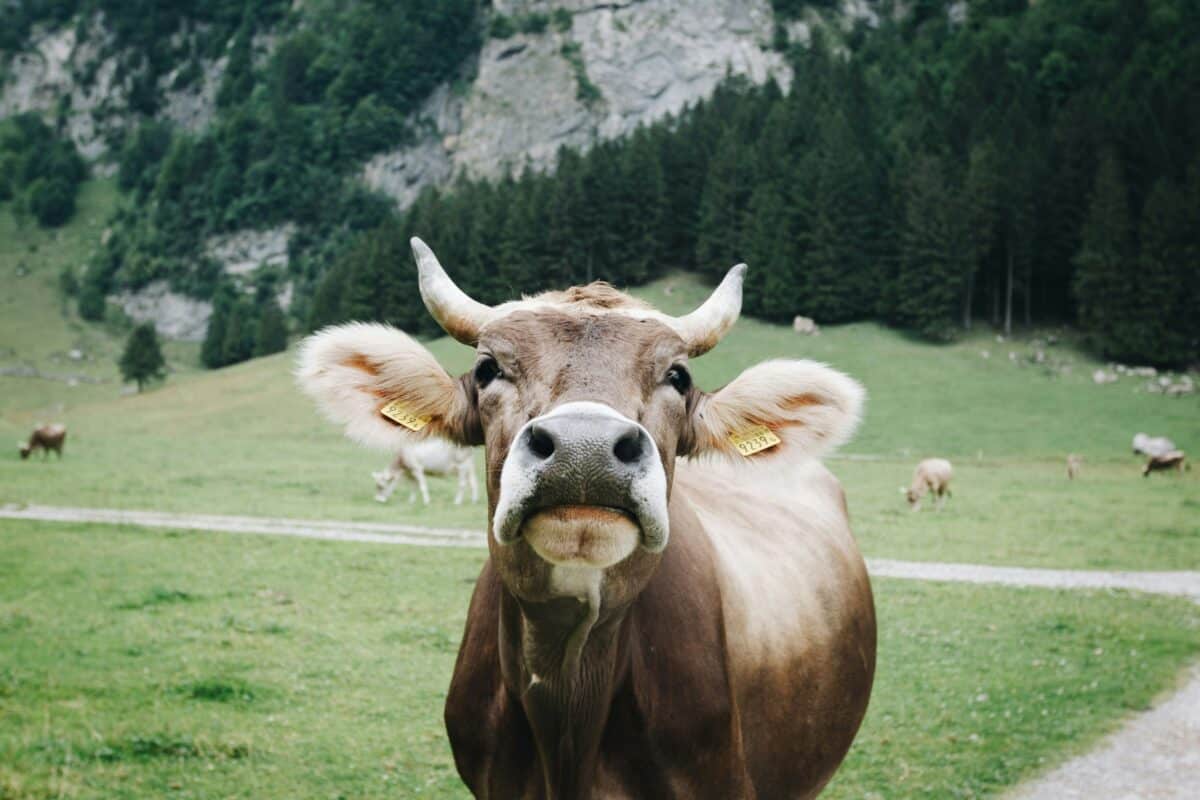 cow