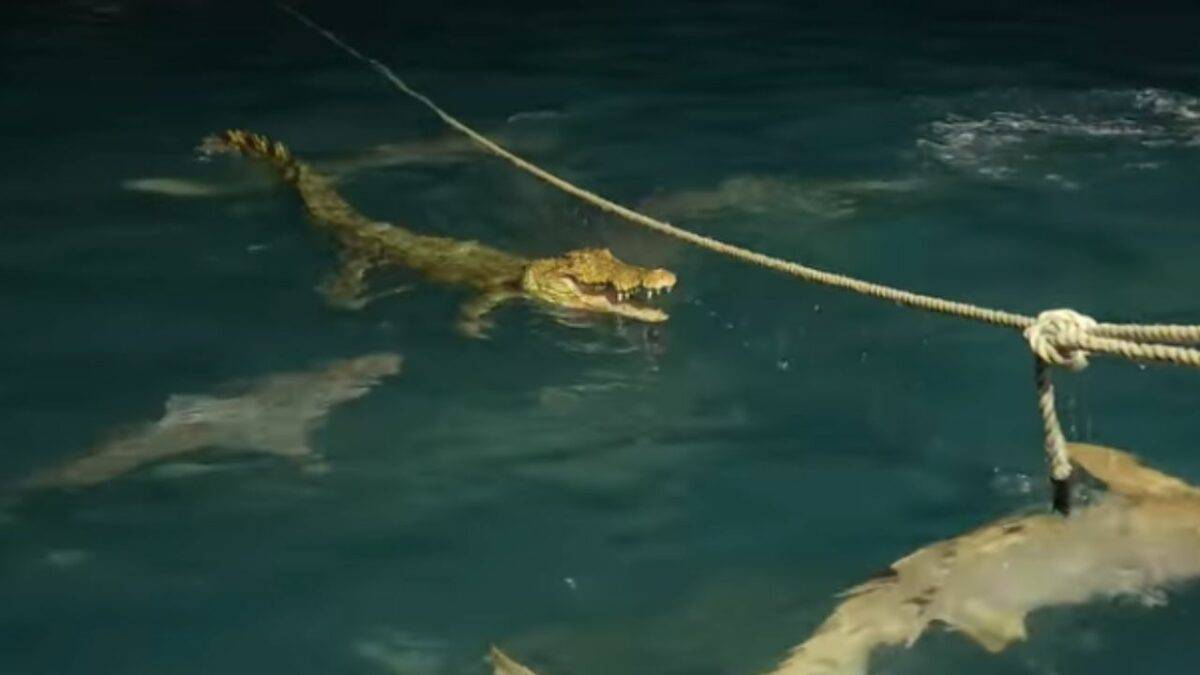 Croc swimming with sharks
